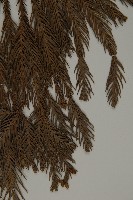 柳杉藏品圖，第4張