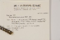 臺灣二葉松藏品圖，第2張