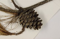 臺灣二葉松藏品圖，第3張