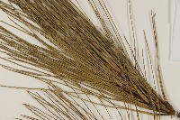 臺灣二葉松藏品圖，第4張