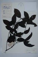 買麻藤藏品圖，第1張