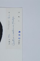 買麻藤藏品圖，第2張