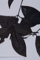 買麻藤藏品圖，第3張