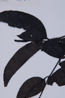 買麻藤藏品圖，第4張