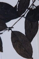 買麻藤藏品圖，第5張