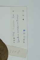 買麻藤藏品圖，第2張