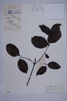 買麻藤藏品圖，第1張