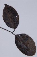 買麻藤藏品圖，第3張