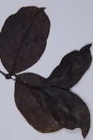 買麻藤藏品圖，第4張