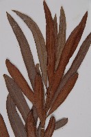 百日青藏品圖，第3張