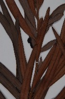 百日青藏品圖，第4張