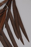 百日青藏品圖，第5張