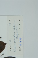 小葉買麻藤藏品圖，第2張