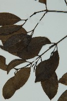 小葉買麻藤藏品圖，第3張