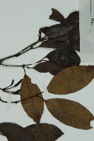 小葉買麻藤藏品圖，第4張