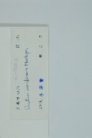 買麻藤藏品圖，第2張
