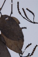 買麻藤藏品圖，第4張