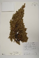 香青藏品圖，第1張