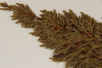 香青藏品圖，第2張