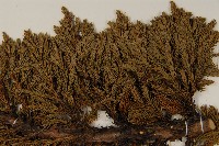 香青藏品圖，第3張