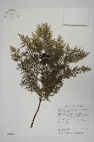 臺灣扁柏藏品圖，第1張