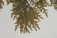 臺灣扁柏藏品圖，第5張