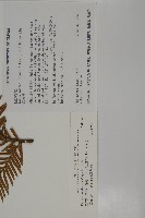 臺灣紅豆杉、紫杉、南方紅豆杉藏品圖，第2張