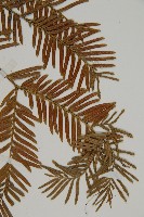 臺灣紅豆杉、紫杉、南方紅豆杉藏品圖，第3張