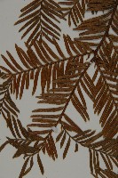 臺灣紅豆杉、紫杉、南方紅豆杉藏品圖，第4張