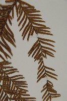 臺灣紅豆杉、紫杉、南方紅豆杉藏品圖，第5張