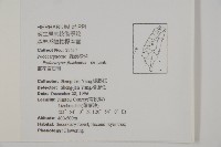 叢花百日青藏品圖，第2張