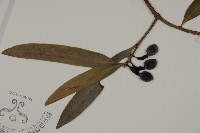 叢花百日青藏品圖，第4張