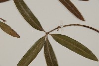 叢花百日青藏品圖，第5張