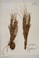 臺灣二葉松藏品圖，第1張