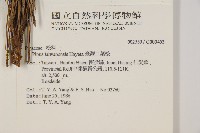 臺灣二葉松藏品圖，第2張