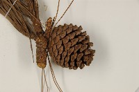 臺灣二葉松藏品圖，第3張