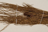 臺灣二葉松藏品圖，第4張