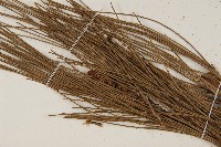 臺灣二葉松藏品圖，第5張