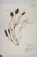 臺灣雲杉藏品圖，第1張