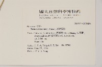 臺灣雲杉藏品圖，第2張