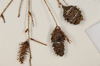 臺灣雲杉藏品圖，第3張