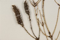 臺灣雲杉藏品圖，第4張