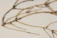 臺灣雲杉藏品圖，第5張