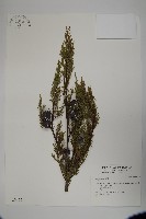 登錄號:G000455藏品圖，第1張