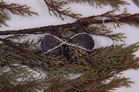 登錄號:G000455藏品圖，第3張