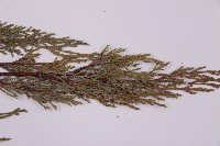 登錄號:G000455藏品圖，第4張