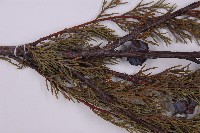 登錄號:G000455藏品圖，第5張