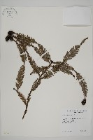 長葉世界爺藏品圖，第1張