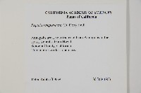 長葉世界爺藏品圖，第2張