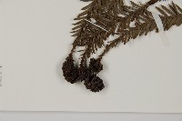 長葉世界爺藏品圖，第3張